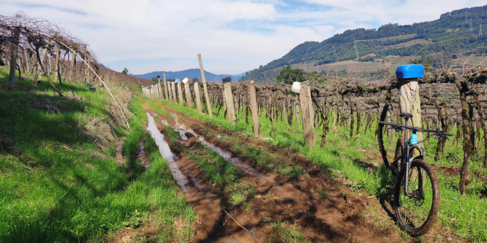 Trilha embarrada entre os parrerais na gruta da Terceira Légua
